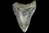Bargain, Fossil Megalodon Tooth - Georgia #104565-1